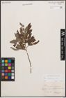 Foto von Salix cinerea L.